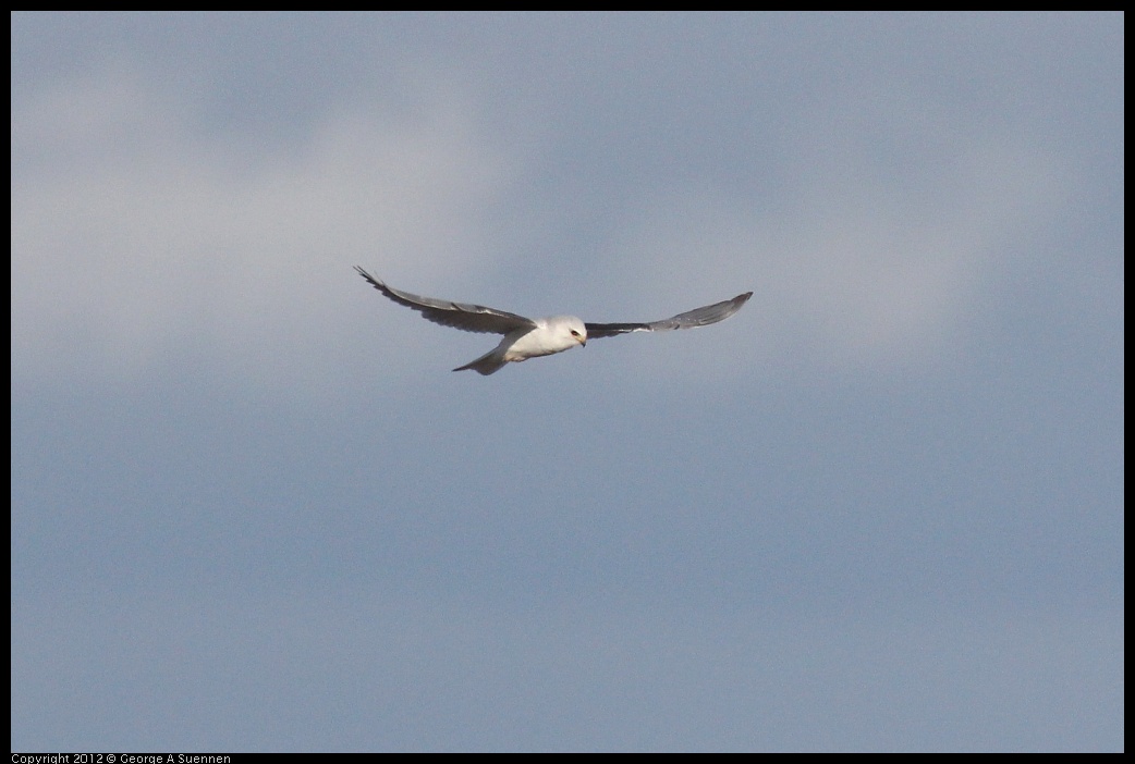 0211-155329-01.jpg - White-tailed Kite