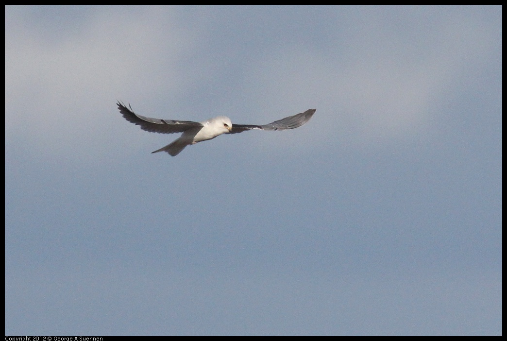 0211-155331-01.jpg - White-tailed Kite