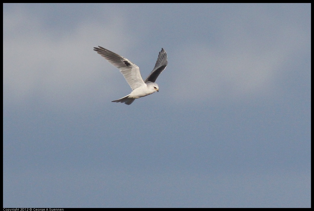 0211-155331-03.jpg - White-tailed Kite