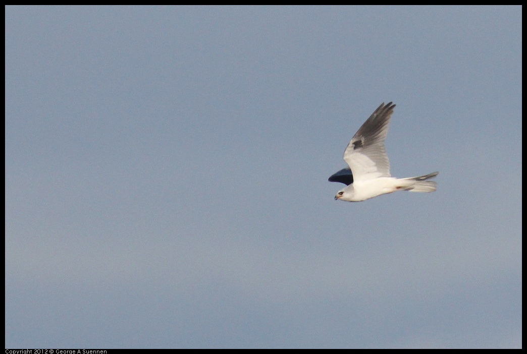 0211-155527-03.jpg - White-tailed Kite