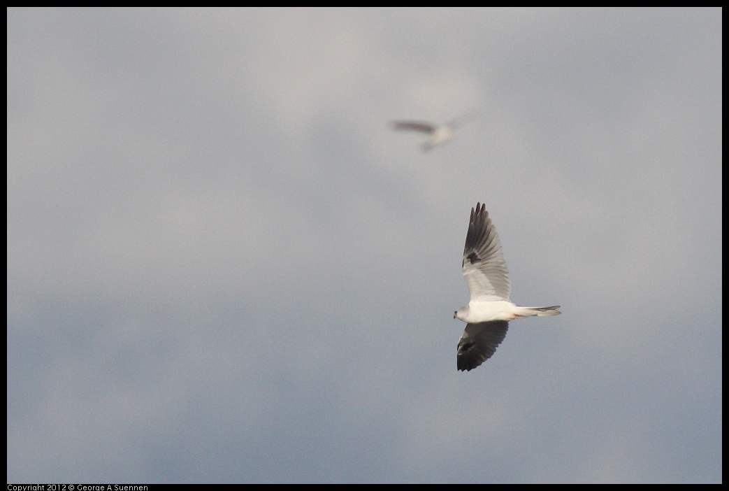 0211-155533-01.jpg - White-tailed Kite