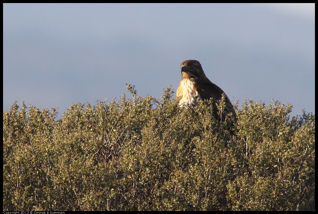 0211-161701-01.jpg - Red-tailed Hawk