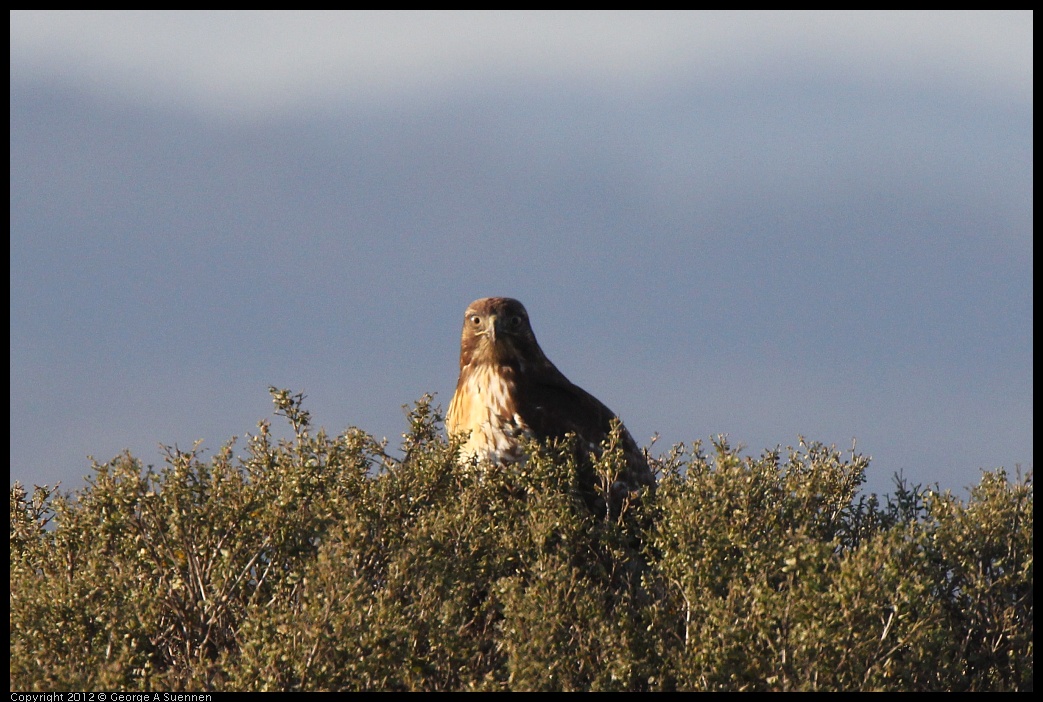 0211-161703-03.jpg - Red-tailed Hawk