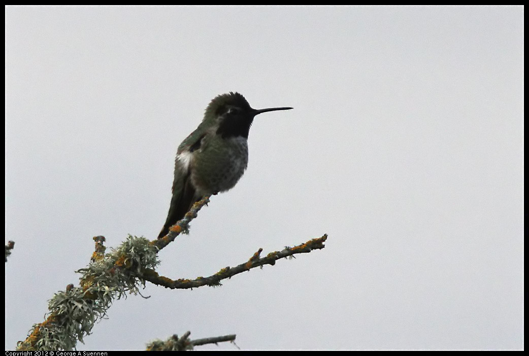 0211-165828-01.jpg - Anna's Hummingbird