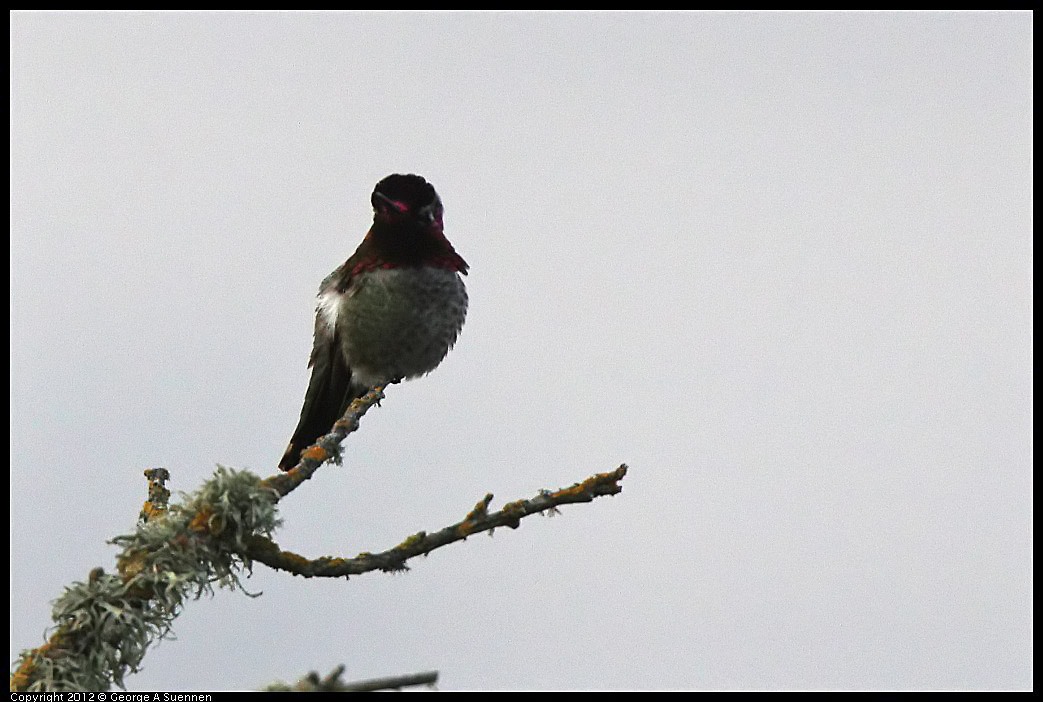0211-165828-02.jpg - Anna's Hummingbird
