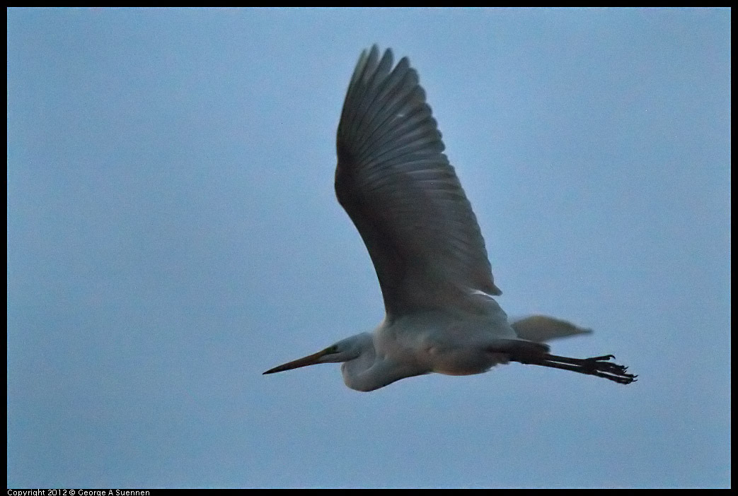 0211-180341-03.jpg - Great Egret in the dark