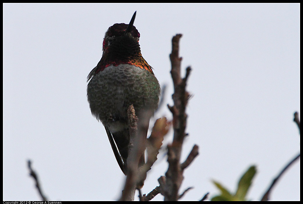 0212-132122-01.jpg - Anna's Hummingbird