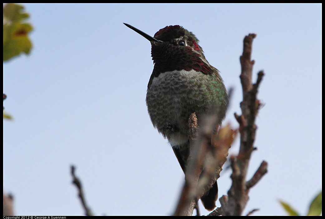 0212-132153-01.jpg - Anna's Hummingbird