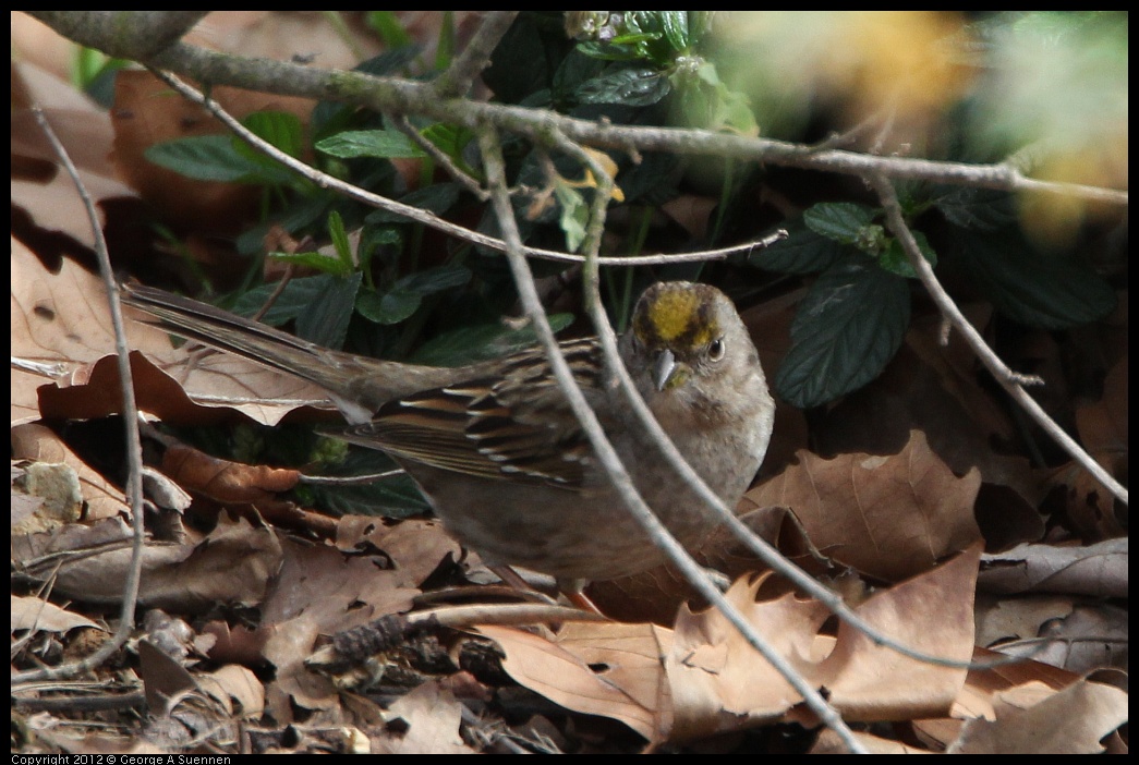 0212-134009-02.jpg - Golden-crowned Sparrow
