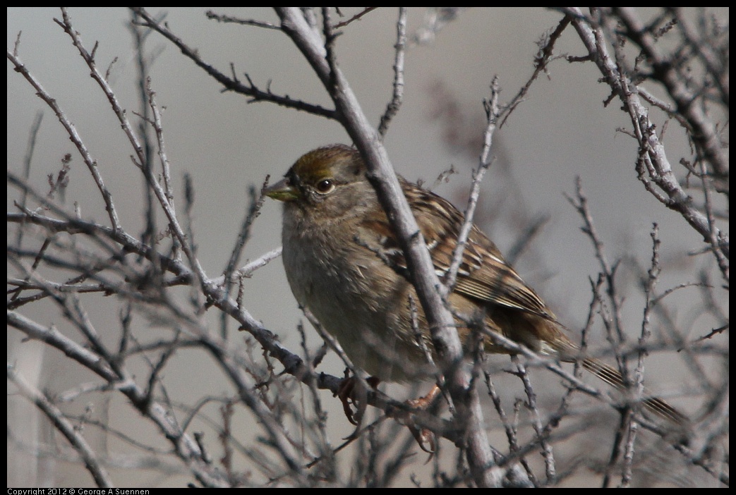 0212-134330-01.jpg - White-crowned Sparrow