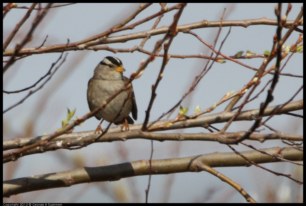 0212-134959-01.jpg - White-crowned Sparrow