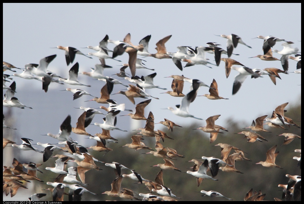 0212-135440-01.jpg - American Avocets and Marbled Godwits