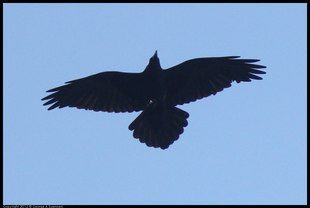 0215-092736-02.jpg - Common Raven
