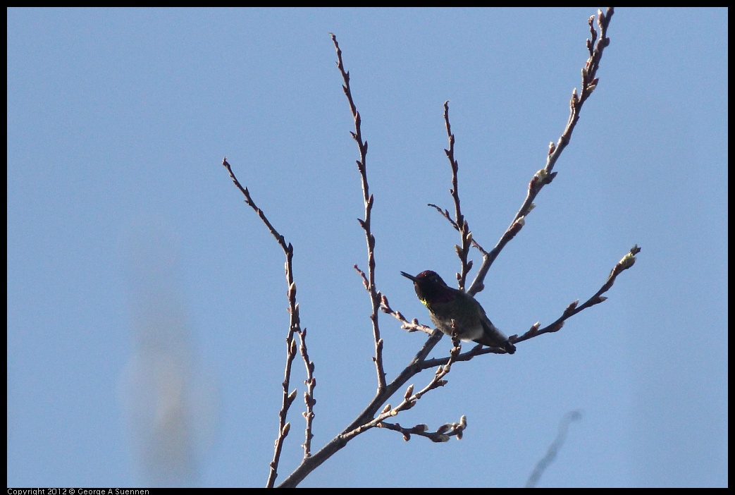 0216-155424-01.jpg - Anna's Hummingbird