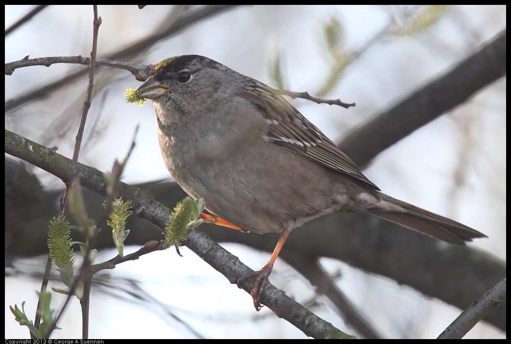 0216-155910-02.jpg - Golden-crowned Sparrow
