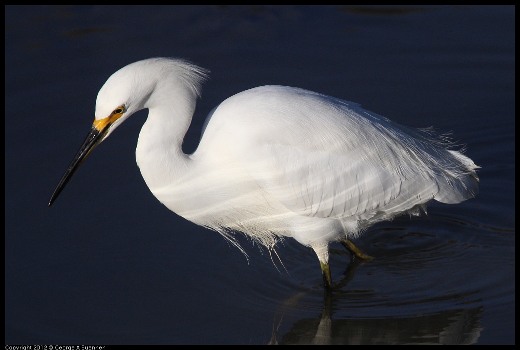 0216-160557-01.jpg - Snowy Egret