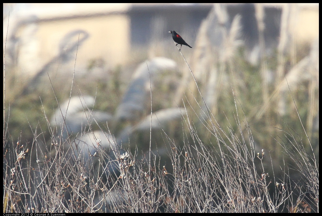 0216-161332-01.jpg - Red-winged Blackbird