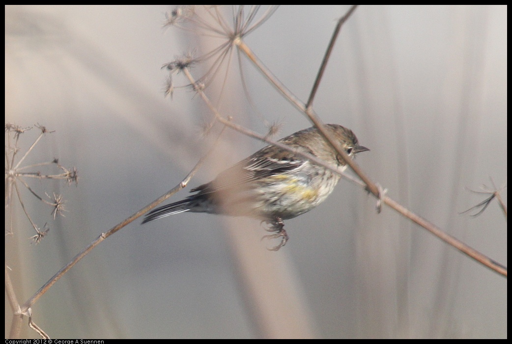 0216-161618-02.jpg - Yellow-rumped Warbler
