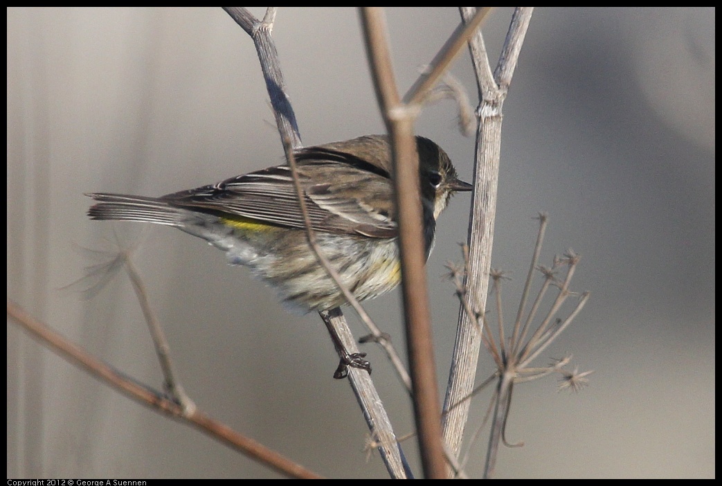 0216-161622-05.jpg - Yellow-rumped Warbler