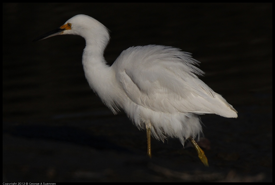 0216-161917-01.jpg - Snowy Egret