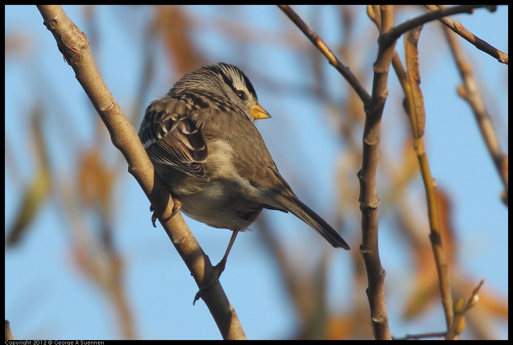 0216-164249-01.jpg - White-crowned Sparrow