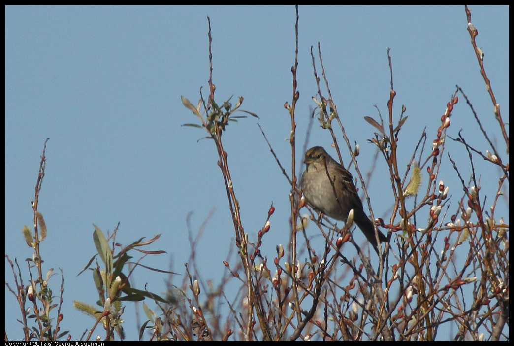 0217-101714-03.jpg - Golden-crowned Sparrow