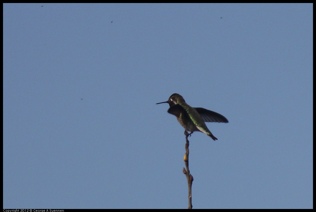 0217-102552-02.jpg - Anna's Hummingbird