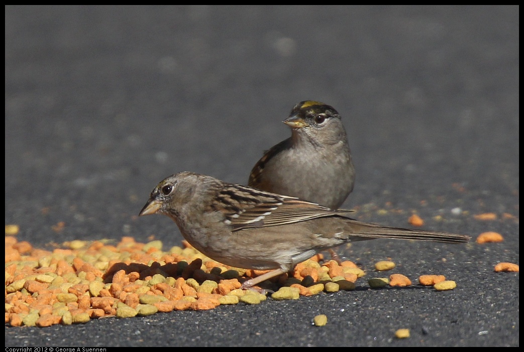 0217-104034-02.jpg - Golden-crowned Sparrow