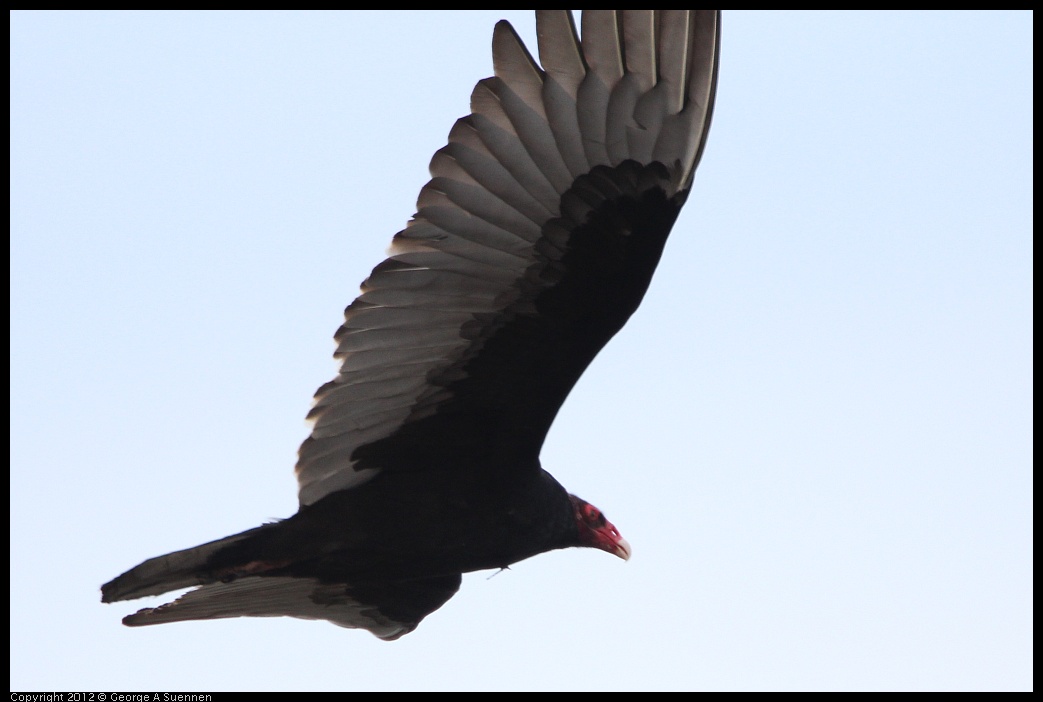 0218-105853-02.jpg - Turkey Vulture