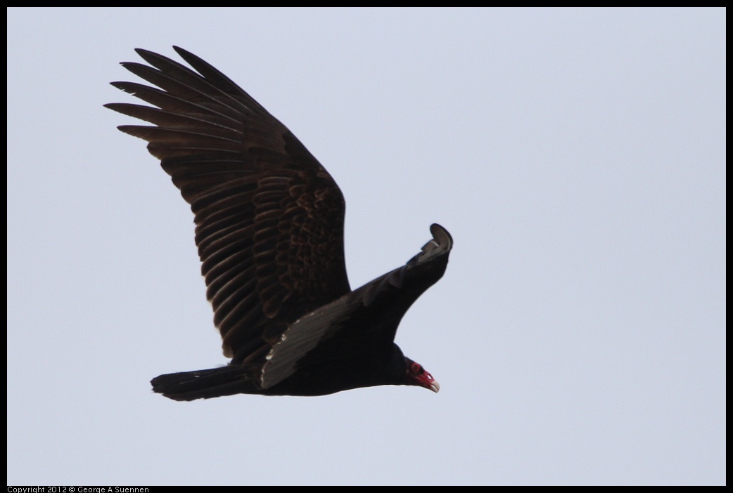 0218-105856-02.jpg - Turkey Vulture
