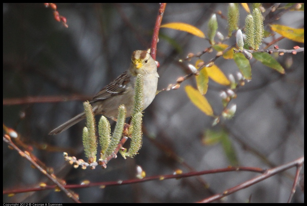 0218-110324-04.jpg - White-crowned Sparrow