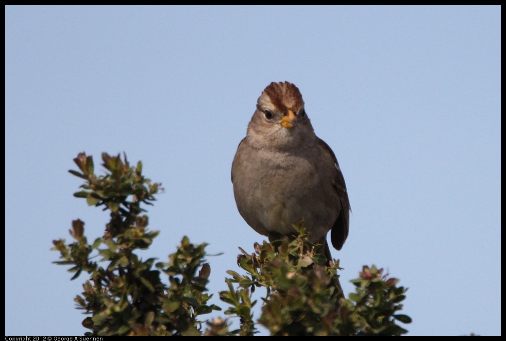 0218-113639-01.jpg - White-crowned Sparrow