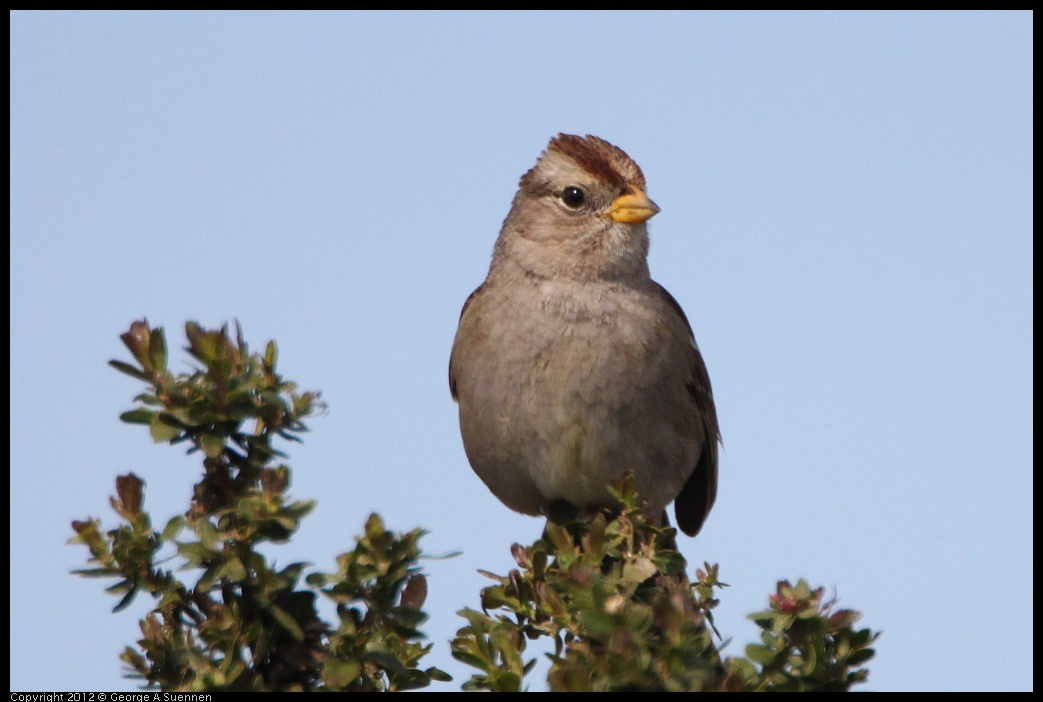 0218-113641-01.jpg - White-crowned Sparrow