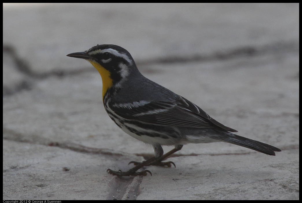0221-111109-04.jpg - Yellow-throated Warbler