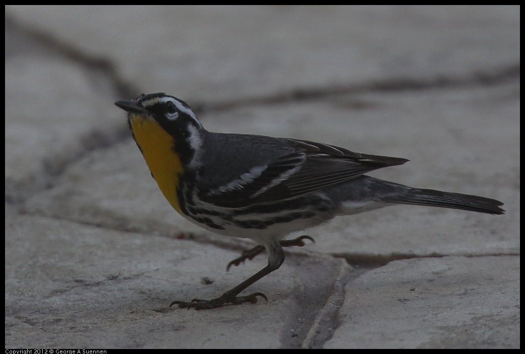 0221-111109-05.jpg - Yellow-throated Warbler