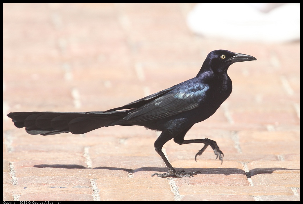 0221-114502-01.jpg - Great-tailed Grackle