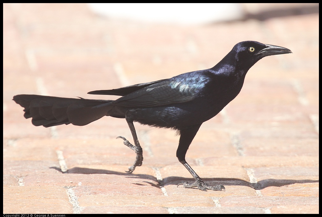 0221-114502-02.jpg - Great-tailed Grackle