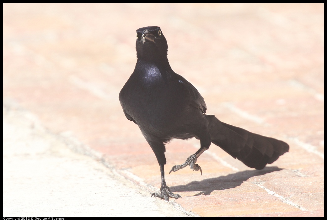 0221-114509-02.jpg - Great-tailed Grackle
