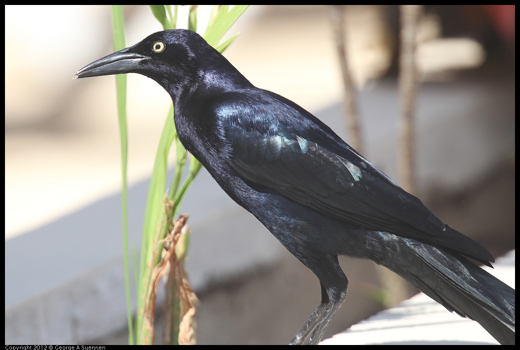 0221-114515-02.jpg - Great-tailed Grackle