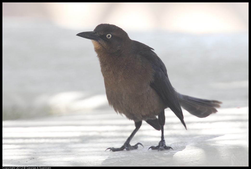0221-114523-01.jpg - Great-tailed Grackle