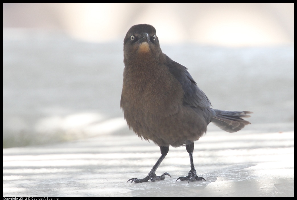 0221-114523-02.jpg - Great-tailed Grackle