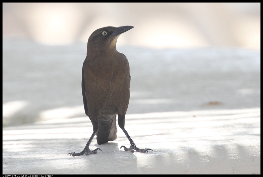 0221-114525-02.jpg - Great-tailed Grackle