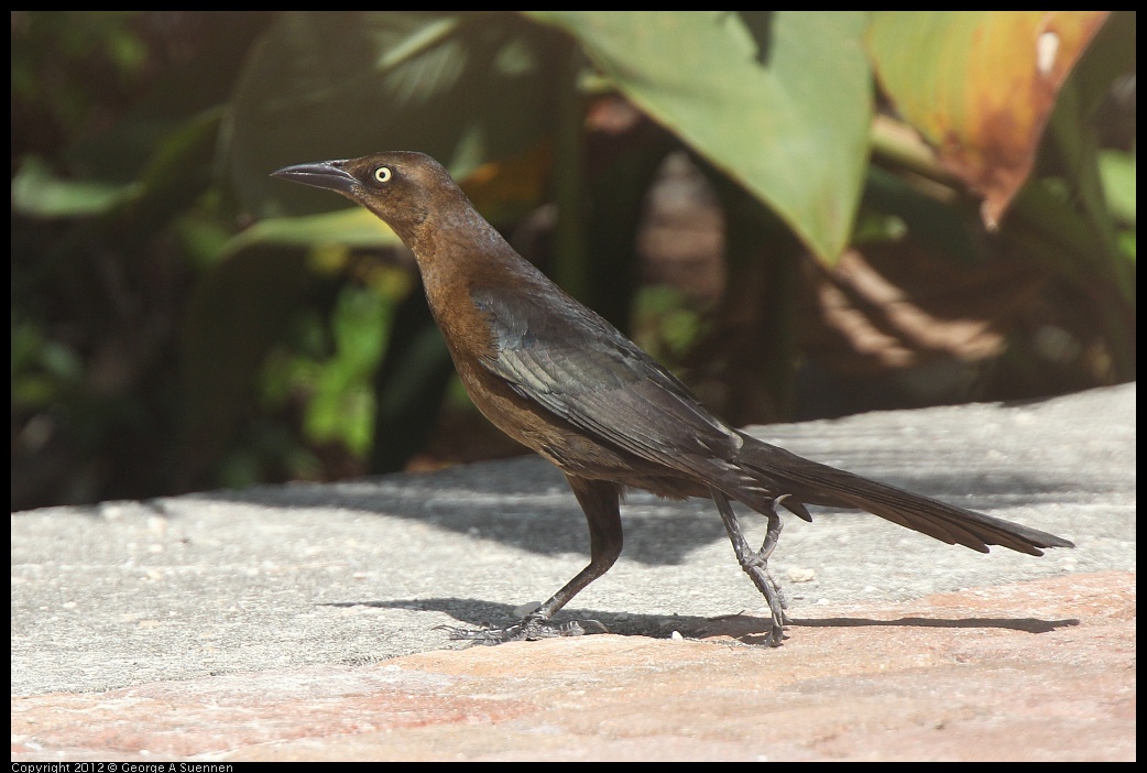 0221-115027-02.jpg - Great-tailed Grackle