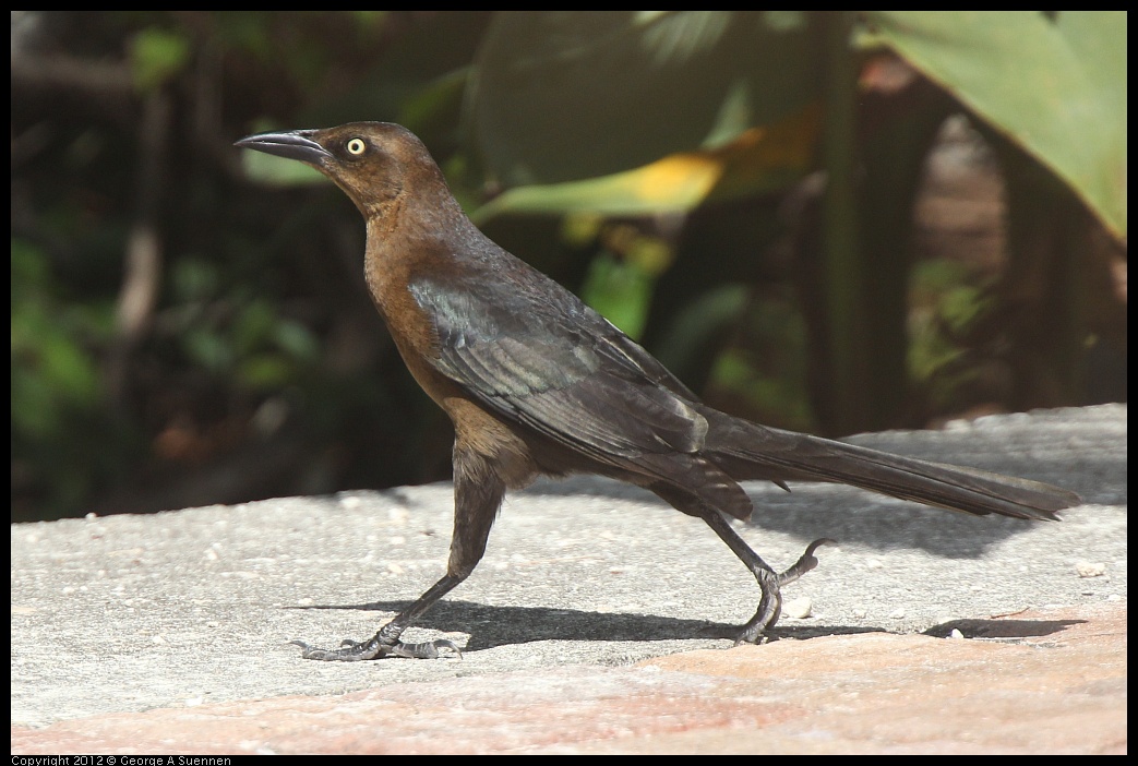 0221-115027-03.jpg - Great-tailed Grackle