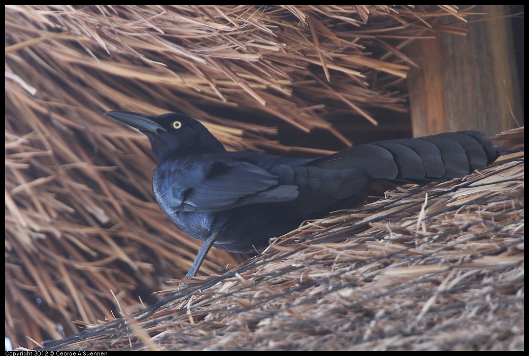 0221-115426-03.jpg - Great-tailed Grackle