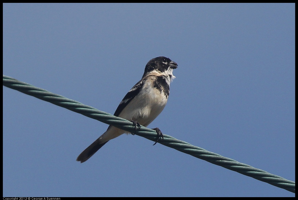 0222-075900-02.jpg - White-collared Seedeater