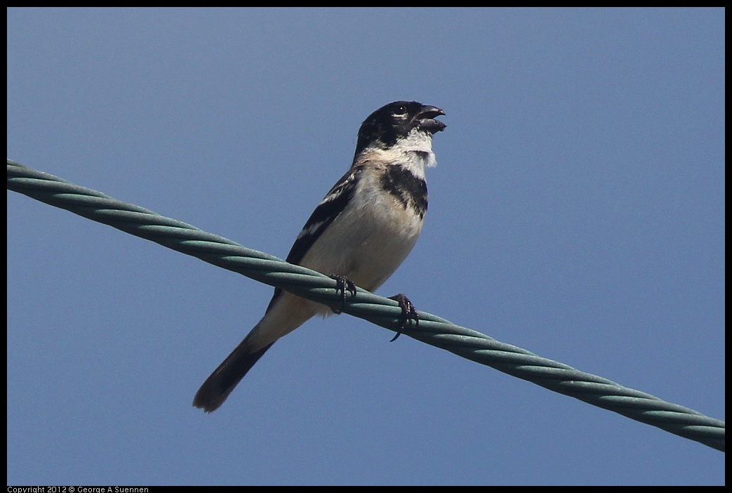 0222-075900-04.jpg - White-collared Seedeater