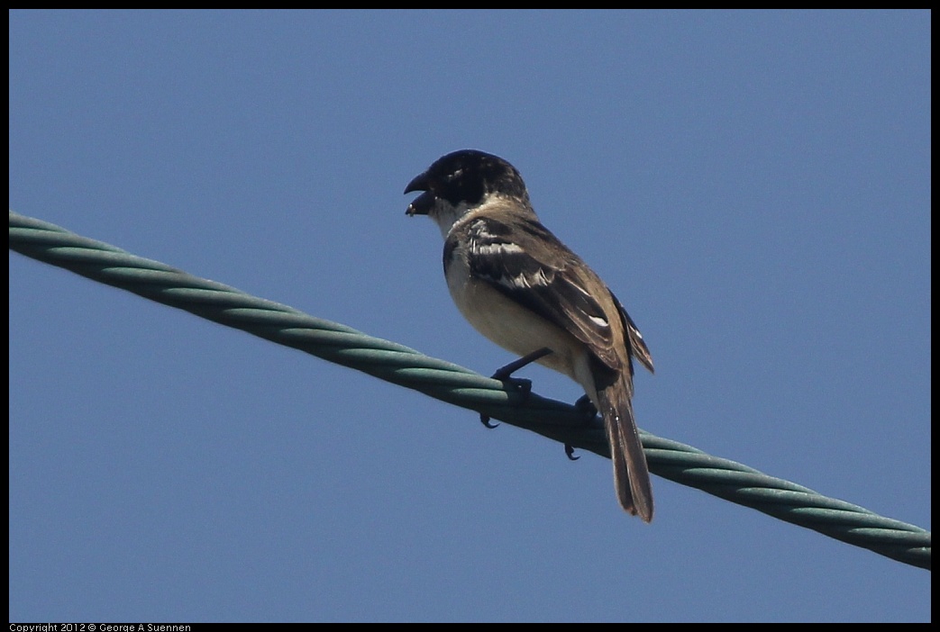0222-075906-01.jpg - White-collared Seedeater