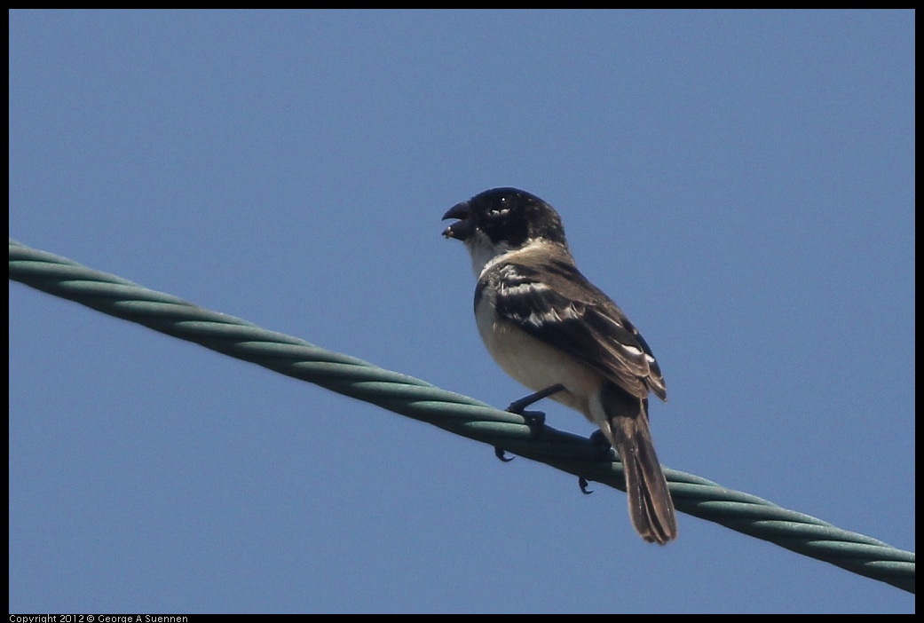 0222-075908-01.jpg - White-collared Seedeater