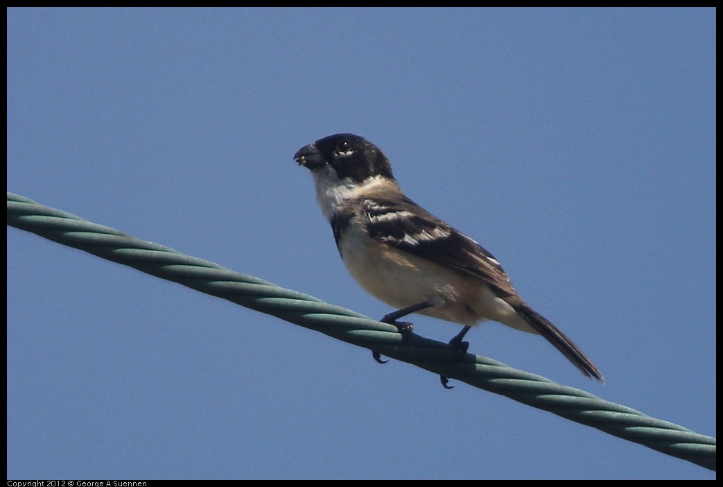 0222-075910-04.jpg - White-collared Seedeater